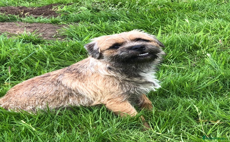 Border Terrier dogs - Advert 3