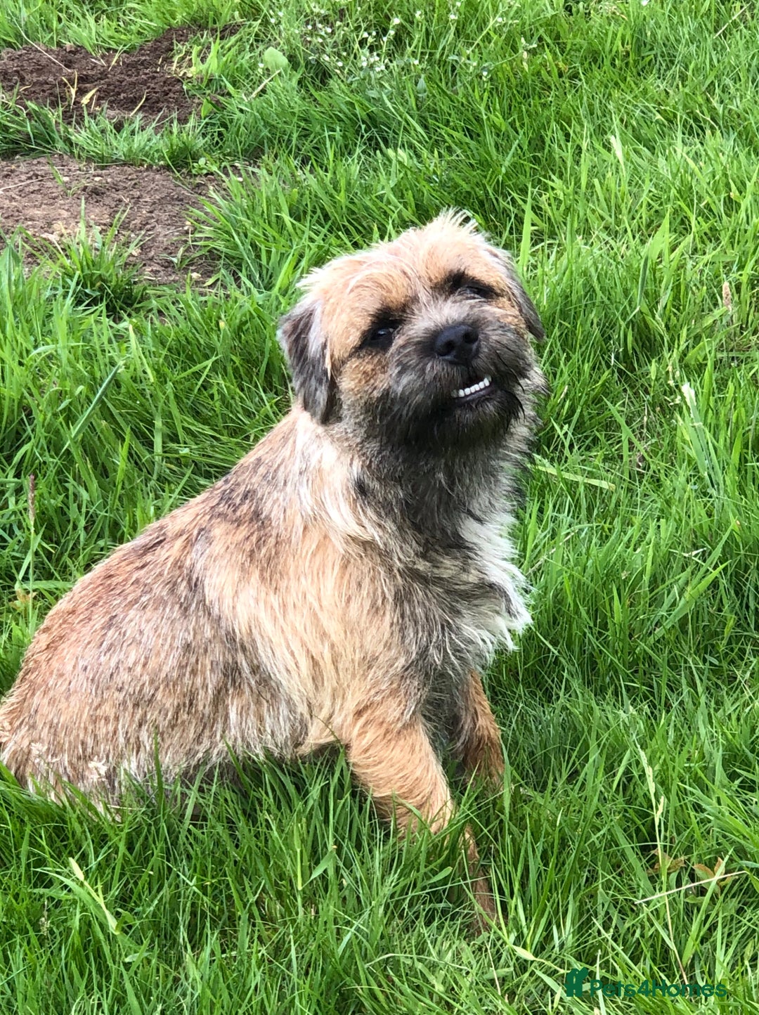 Border Terrier dogs for sale: KC REG-SLEM CLEAR-BORDER TERRIER LITTER - Image 1