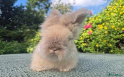 Angora rabbits for sale: 😍Large Angora babies- parents imported from 🇫🇷  - Image 2