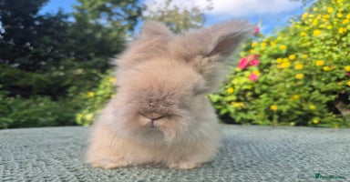 Angora rabbits - Advert 15