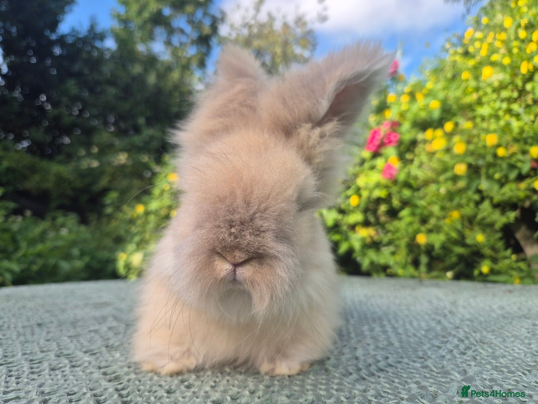 Angora rabbits for sale: 😍Large Angora babies- parents imported from 🇫🇷  - Image 2