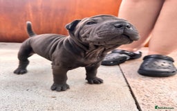 Shar Pei dogs for sale: Shar pei puppie  - Image 8
