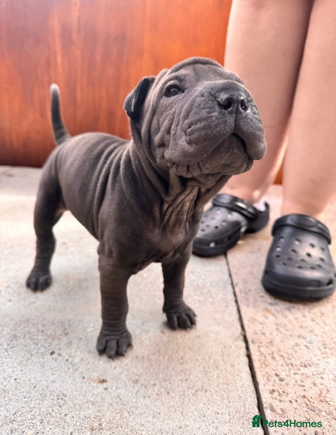 Shar Pei dogs for sale: Shar pei puppie  - Image 8