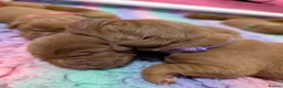 Labrador Retriever dogs for sale: Dark Fox Red Labrador Puppies  - Advert 5