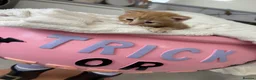 Mixed Breed cats for sale: Beautiful Maine Coon × Ragdoll Mix Kittens - Advert 17