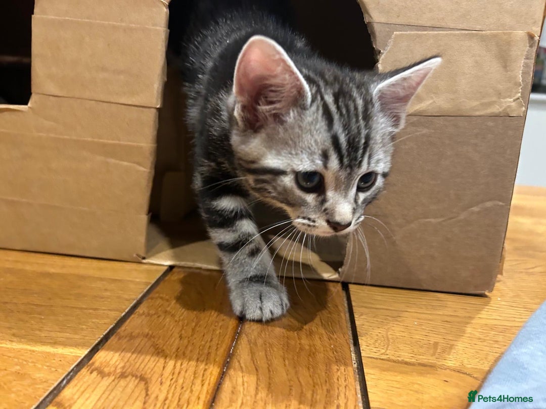 Bengal cats for sale: Bengal Cross Persian 11 week old Kitten for sale - Advert 2