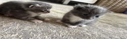 Mixed Breed cats for sale: Half Ragdoll Kittens  in Northampton - Advert 5