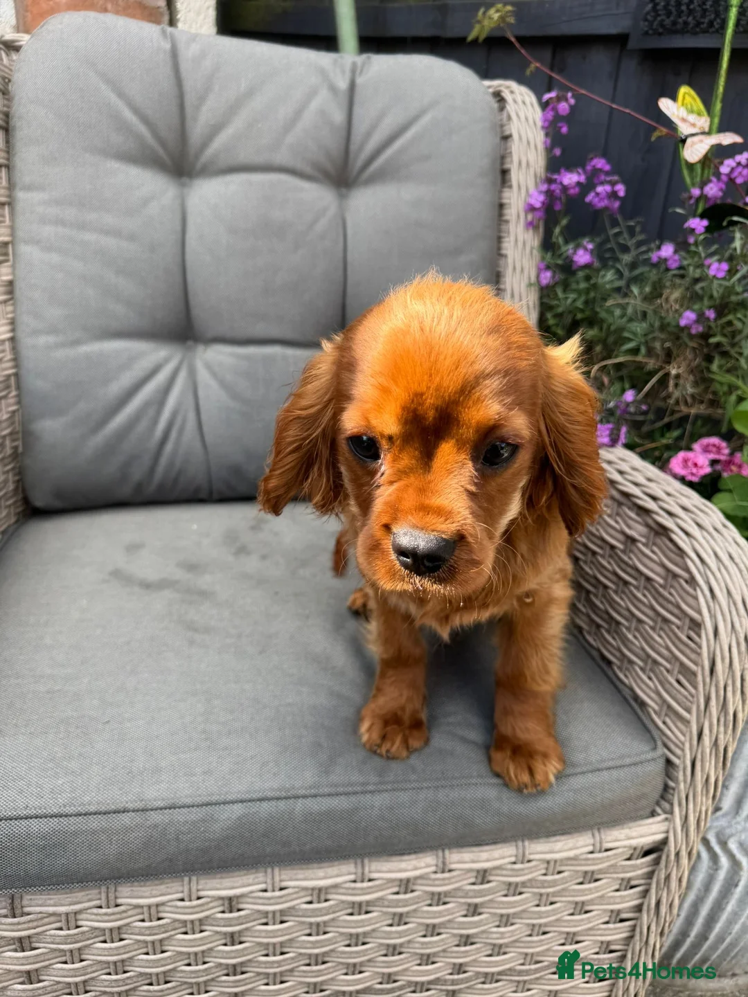 Cavalier King Charles Spaniel dogs for sale: Cavalier King Charles spaniel kc registered  in Stoke-on-Trent - Advert 2
