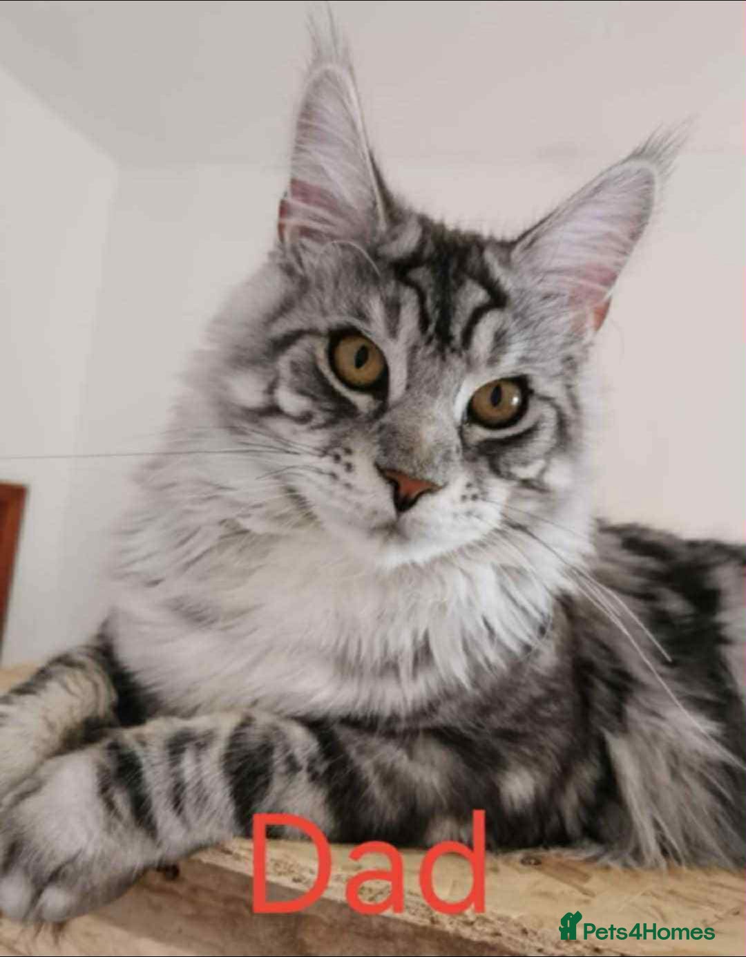 Maine Coon cats for sale: 3 beautiful Maine coon kittens  - Image 12
