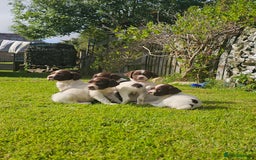English Springer Spaniel dogs for sale: Stunning English Springer Spaniel puppies - Image 2