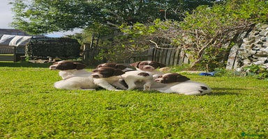 English Springer Spaniel dogs - Advert 5