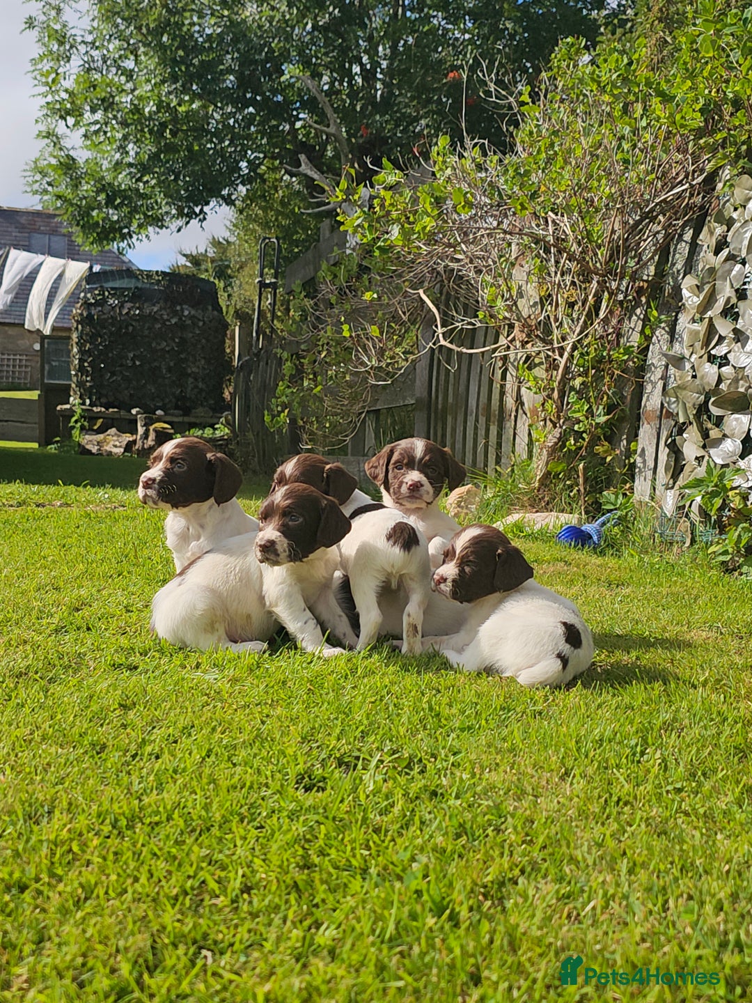 English Springer Spaniel dogs for sale: Stunning English Springer Spaniel puppies - Image 2