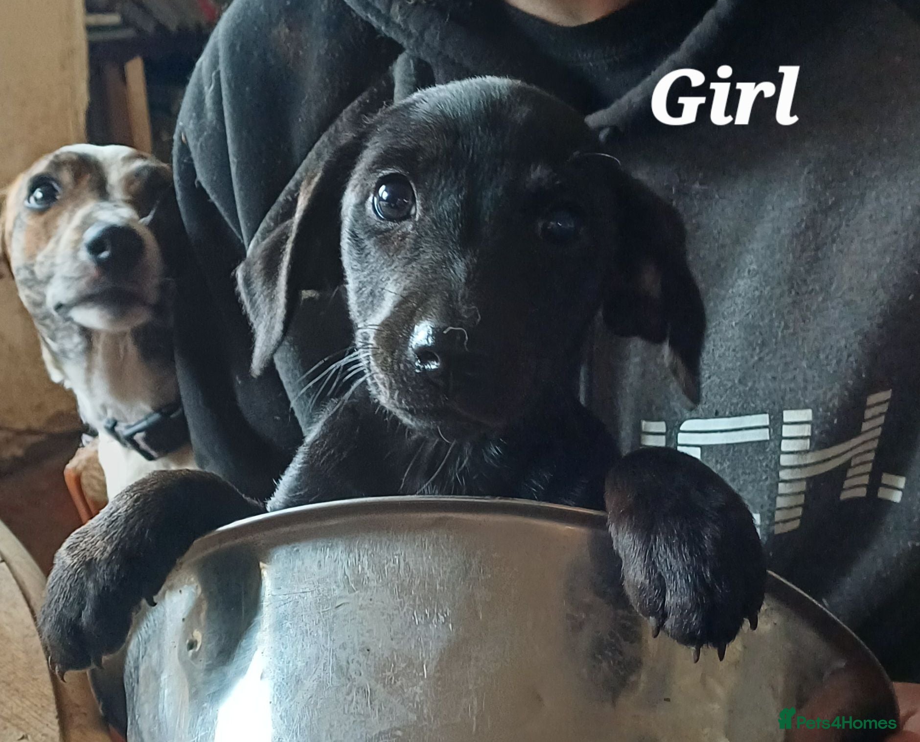 Mixed Breed dogs Adorable Markiejack puppies  - Advert 7
