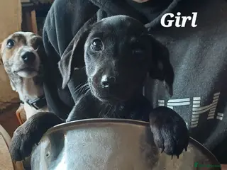 Mixed Breed dogs Adorable Markiejack puppies - Advert 1