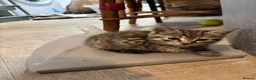 Mixed Breed cats for sale: Beautiful kittens looking for their forever home in Derby - Advert 8