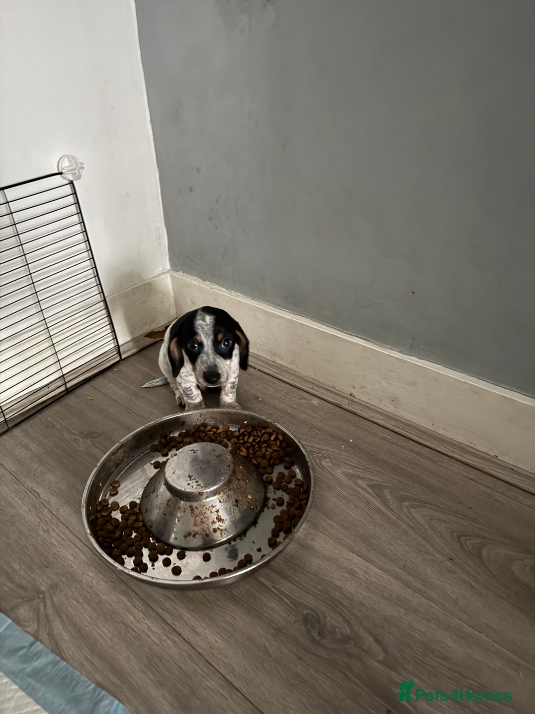 Mixed Breed dogs for sale: Doxipoo - Advert 5