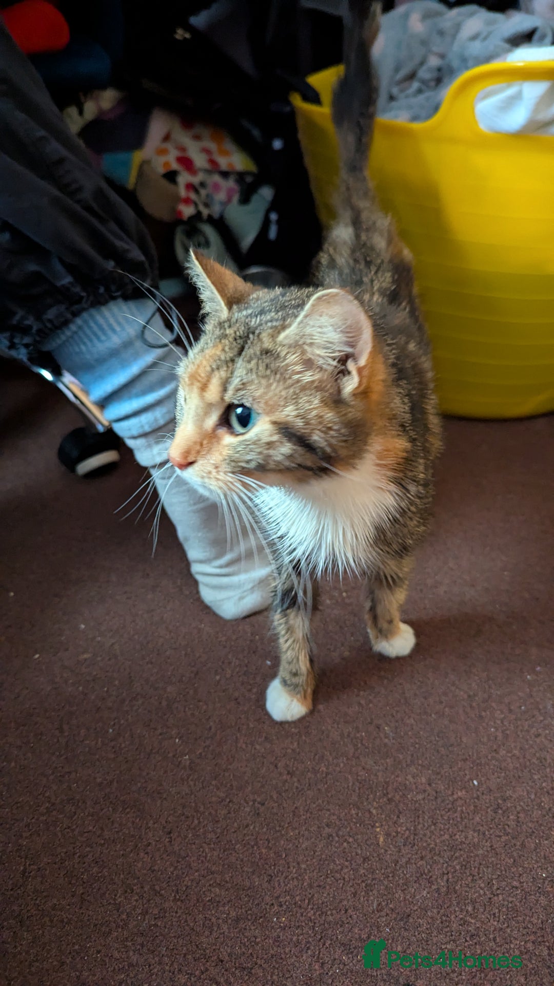 Mixed Breed cats for sale: Boy and girl for news home - Image 1