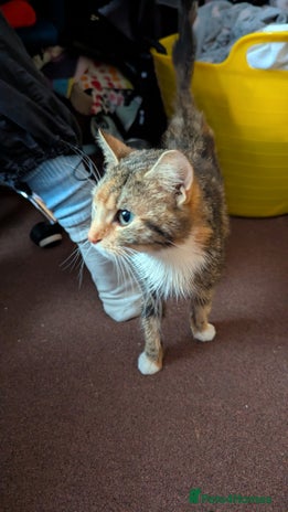 Mixed Breed cats - Advert 5