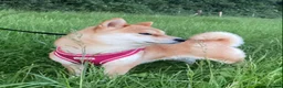 Japanese Shiba Inu dogs for sale: STUNNING JAPNESE SHIBA INU GIRL  - Advert 4