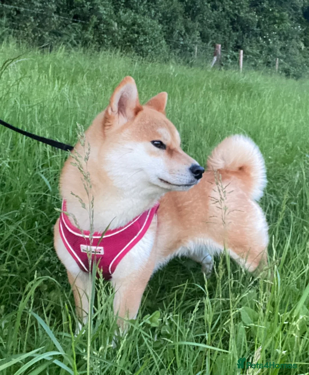 Japanese Shiba Inu dogs for sale: STUNNING JAPNESE SHIBA INU GIRL  - Advert 4
