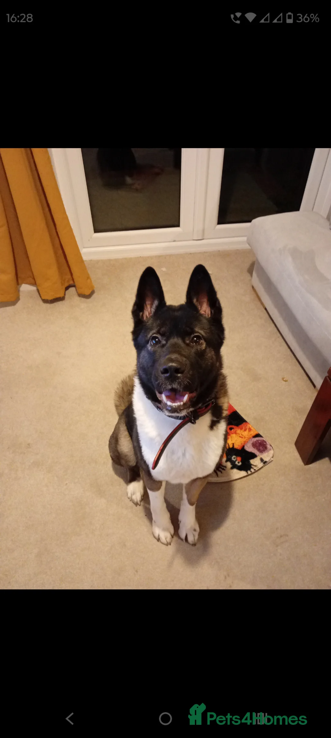 Akita dogs for sale: Lola  - Advert 1