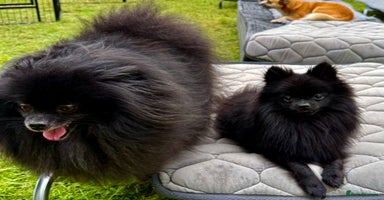 Pomeranian dogs - Advert 6