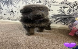 German Shepherd dogs for sale: German shepherd puppies  - Image 4