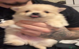 Pomeranian dogs for sale: Pomeranian puppies - Advert 6