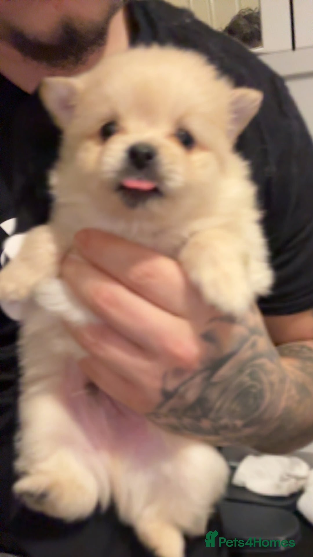 Pomeranian dogs for sale: Pomeranian puppies - Advert 6