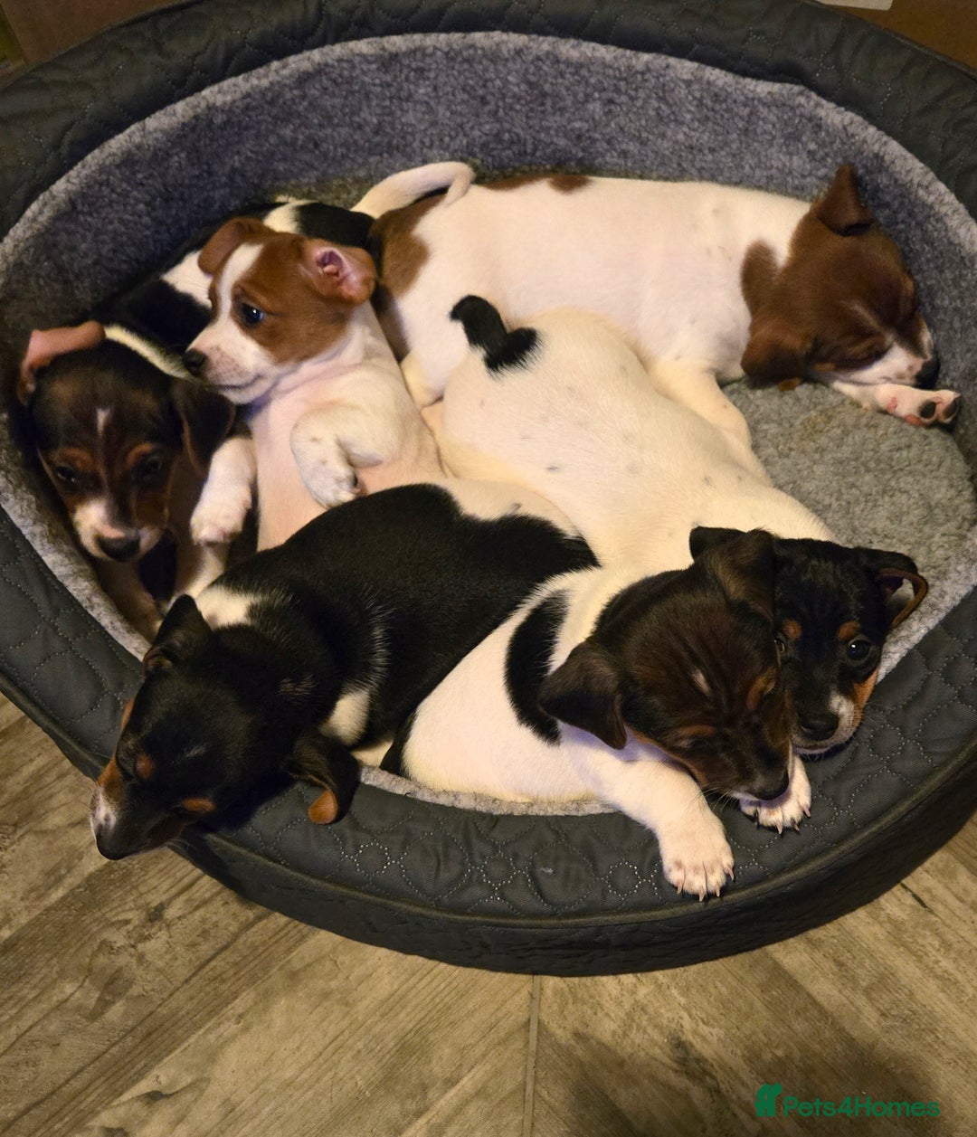 Jack Russell dogs for sale: Jack Russell puppies tri colour  - Advert 24