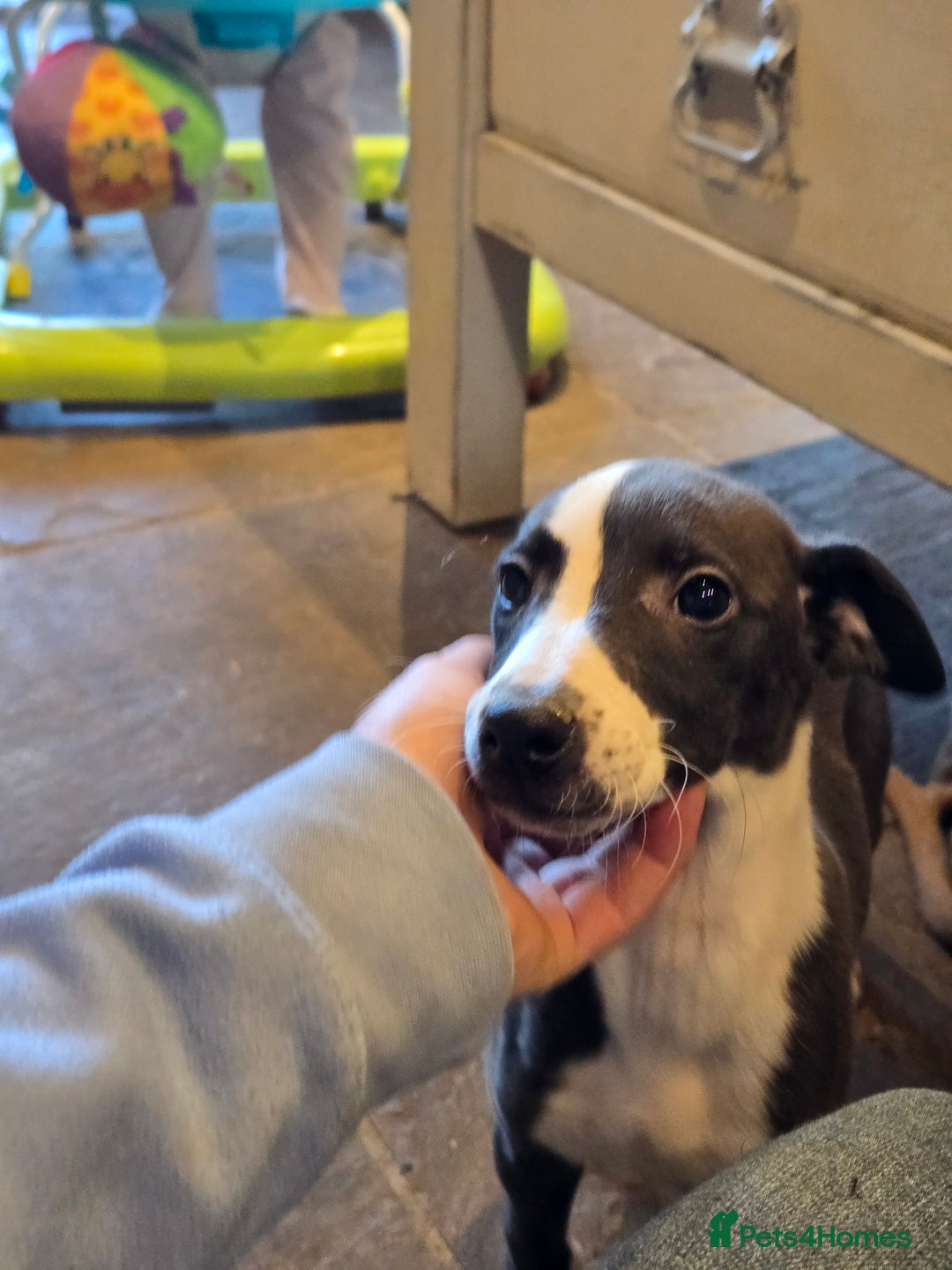 Whippet dogs for sale: 2 whippet dog pups - Advert 2