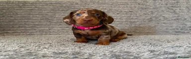 Dachshund 3