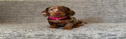 Dachshund dogs for sale: Miniature dachshund pups - Advert 6