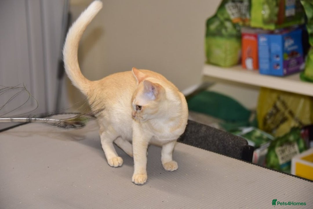 Burmese cats for sale: Cream female Burmese  - Image 1