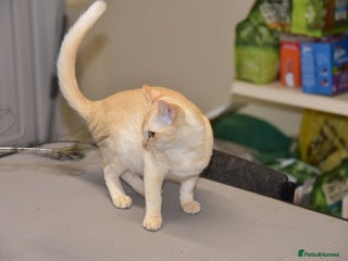 Burmese cats - Advert 3