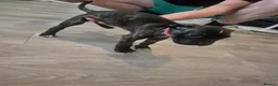 Mixed Breed dogs for sale: Presa Canario/ Mixed mastiff in Sheffield - Advert 17