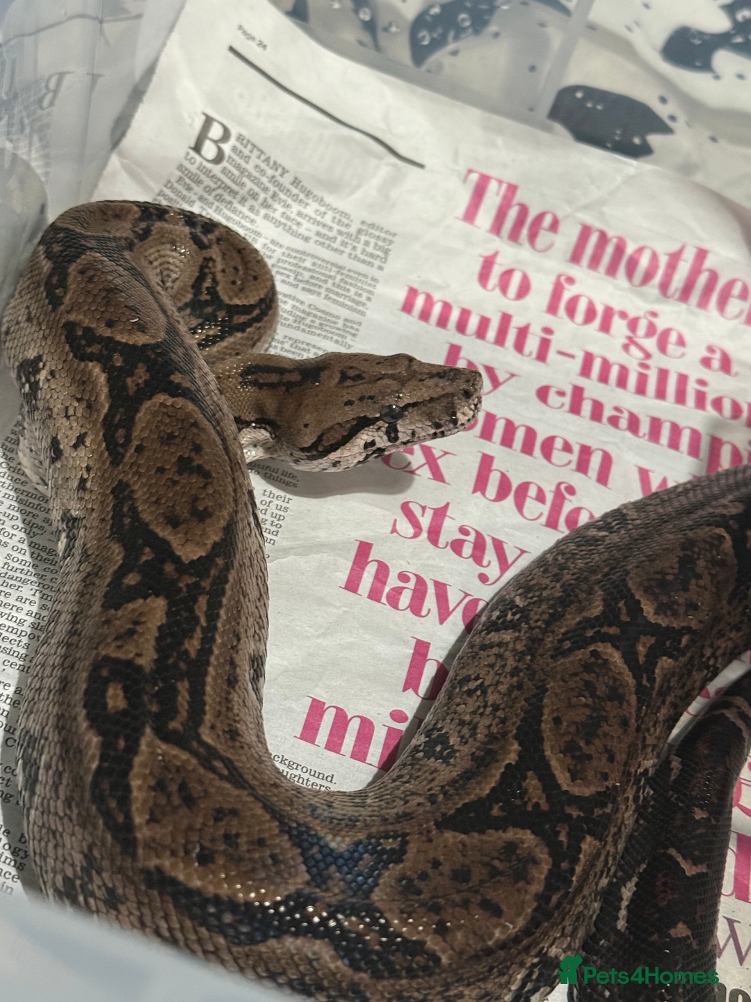 Snake reptiles for sale: Snakes For Rehome - Advert 4