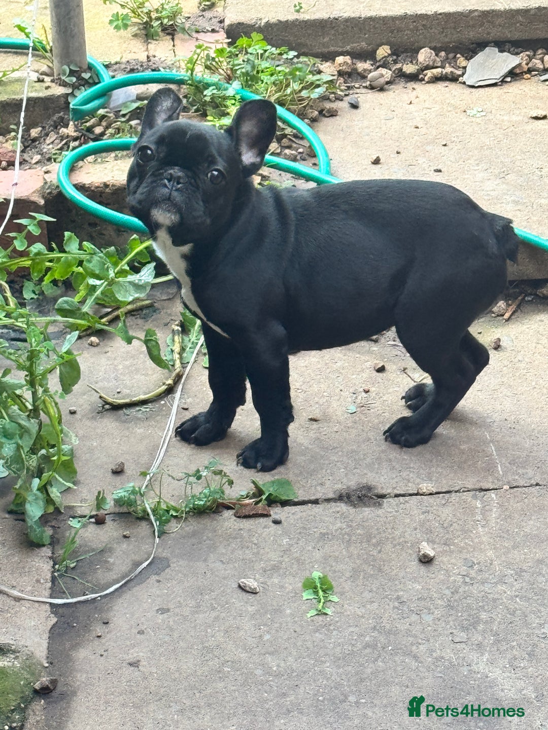 French Bulldog dogs for sale: Female French bulldog  - Advert 1