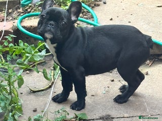 French Bulldog dogs Female French bulldog - Advert 14