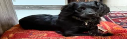 Cocker Spaniel dogs for sale: Cocker Spaniel Male 14 months - Advert 1