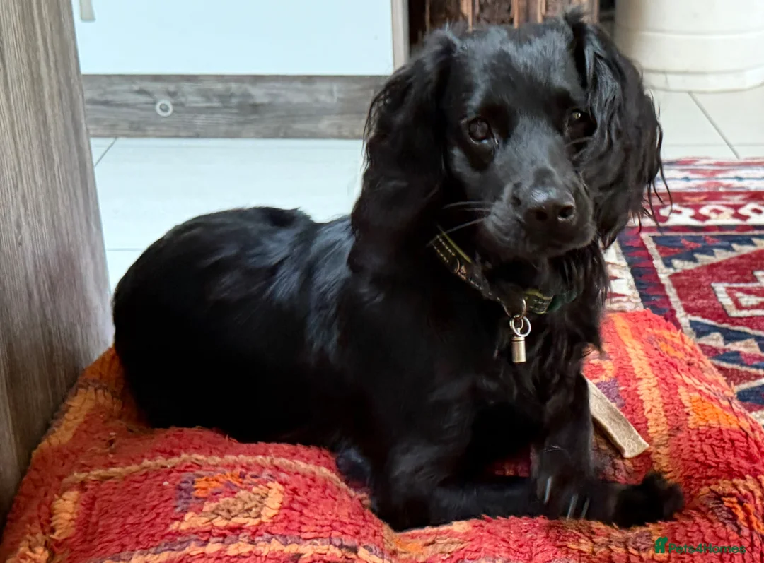 Cocker Spaniel dogs for sale: Cocker Spaniel Male 14 months - Advert 1