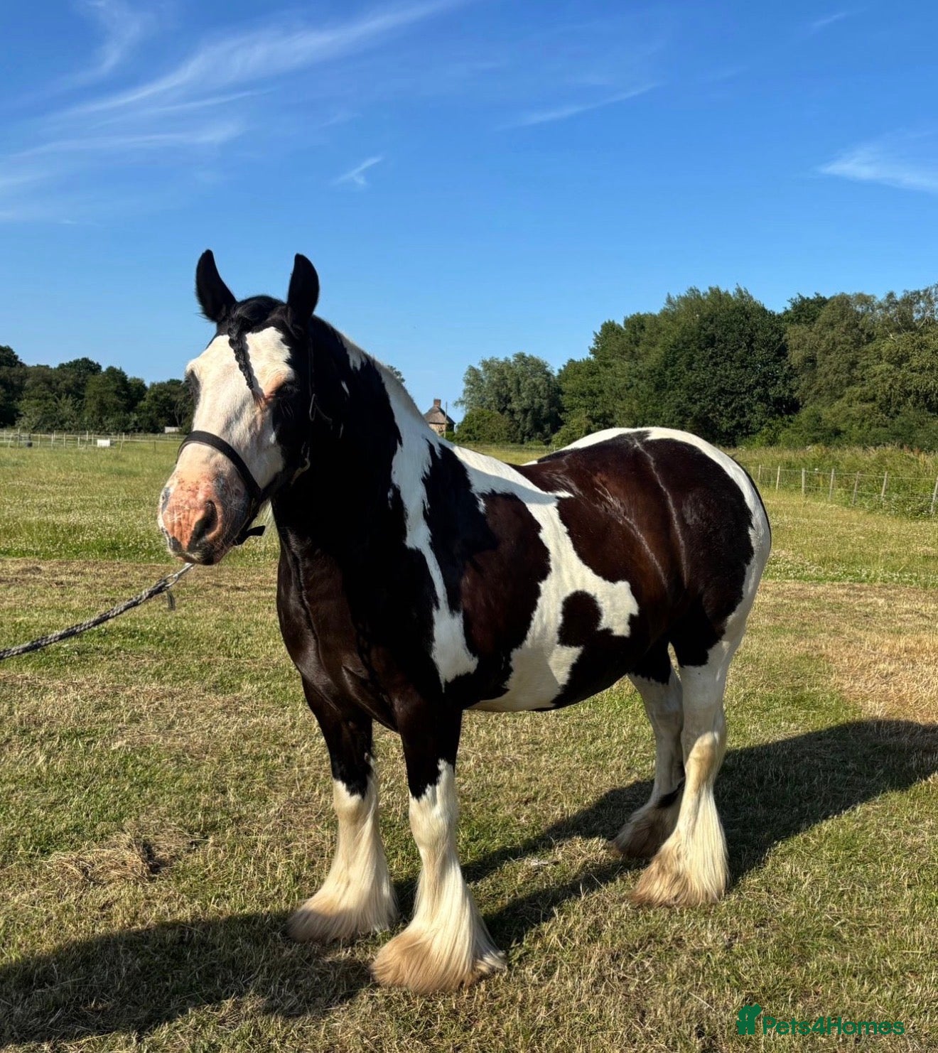 Irish Cob horses Traditional cob Rosie  - Advert 7