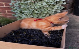 Domestic Shorthair cats for sale: 5 Beautiful fluffy Kittens - Image 5