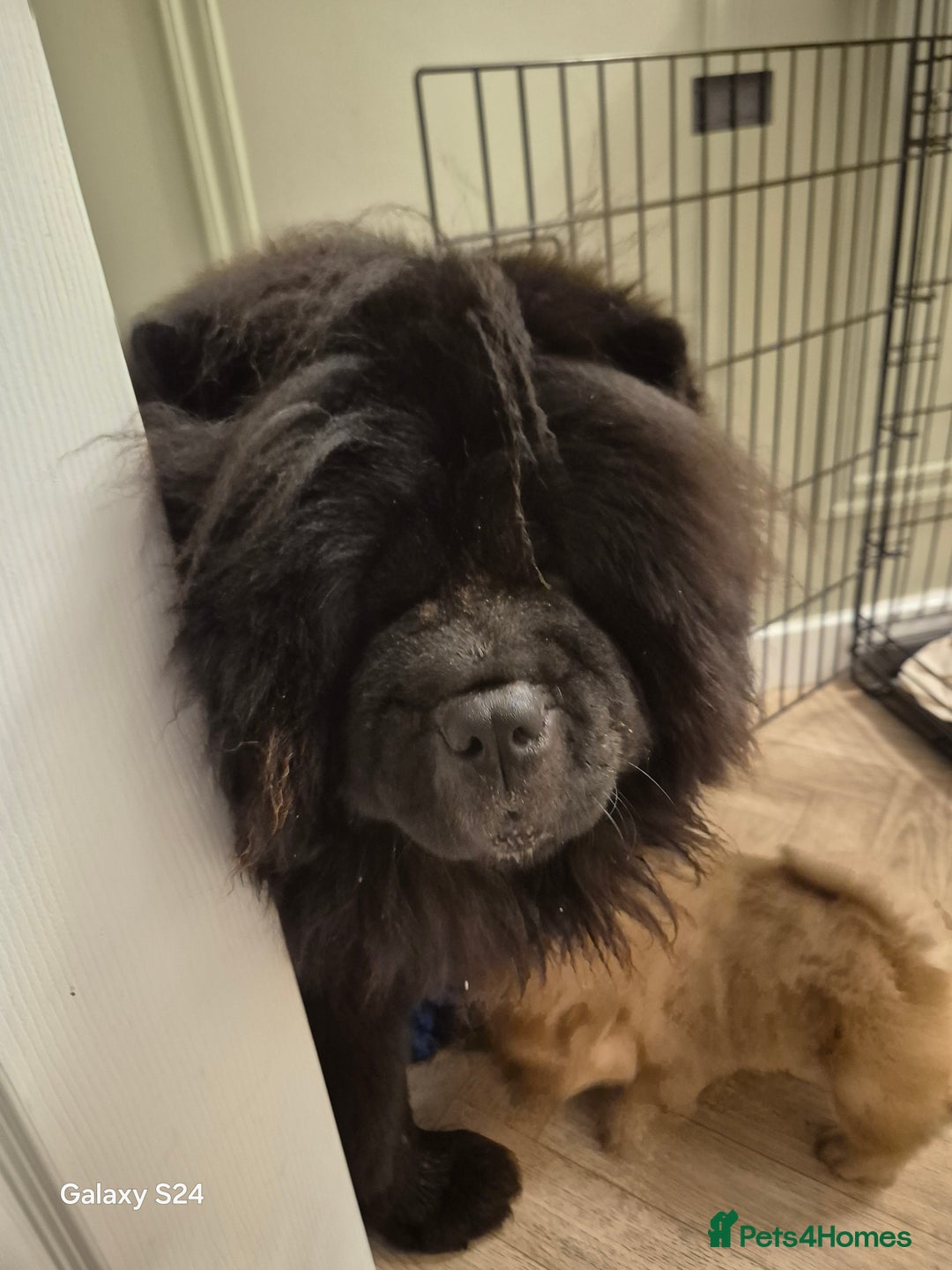 Chow Chow dogs for sale: Stunning Chow Chow Puppies Luxi Chow × Royal Chows - Advert 16
