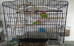 Lovebirds birds for sale: Unsexed pair of love birds  - Image 5