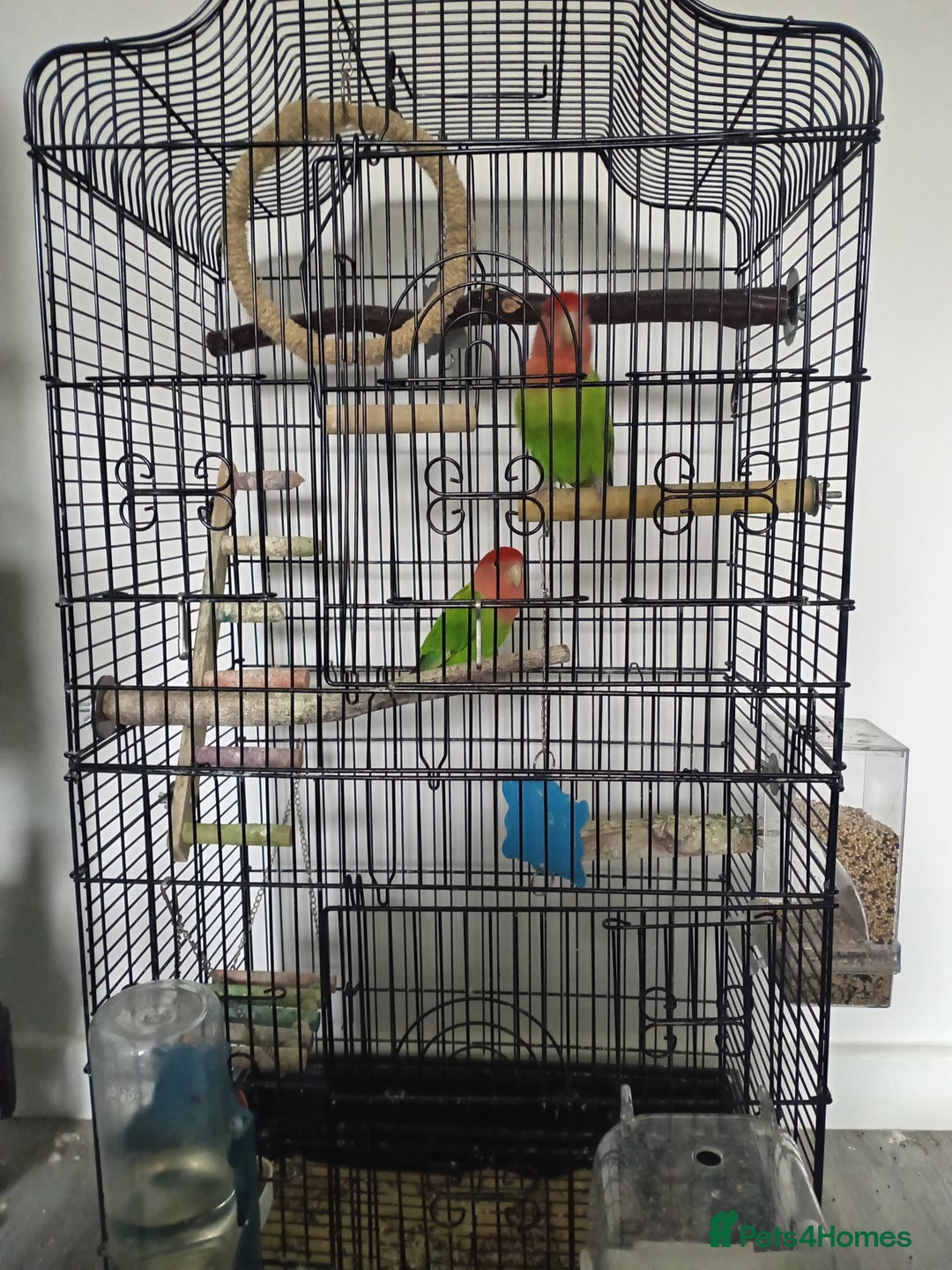 Lovebirds birds for sale: Unsexed pair of love birds  - Image 5