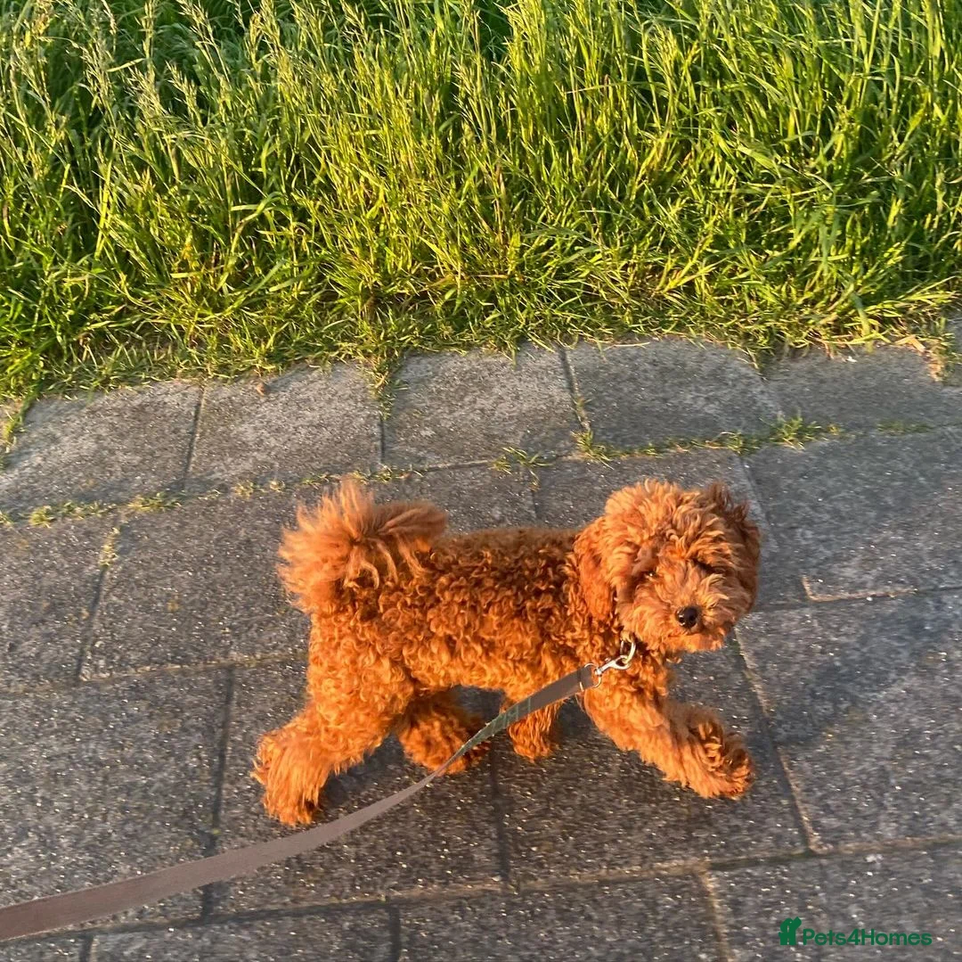 Toy Poodle dogs for sale: Milo Beautiful Male Toy Poodle Puppy - Advert 5
