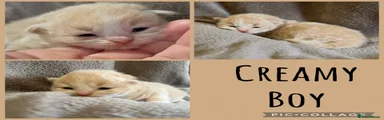 Creamy 