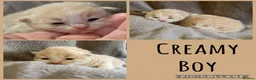 Ragdoll cats for sale: Ragdoll X Persian kittens in Perth - Advert 2