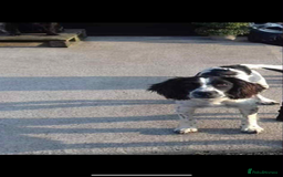 English Springer Spaniel dogs for sale: Springer spaniel - Image 1